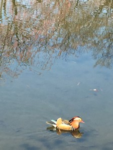 弘前城のお堀を優雅に泳ぐ色鮮やかな鳥さん。水面に桜が映って、綺麗です。