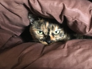 ８月なのに寒すぎて、サリちゃんはお布団の中に潜り込んでます。
